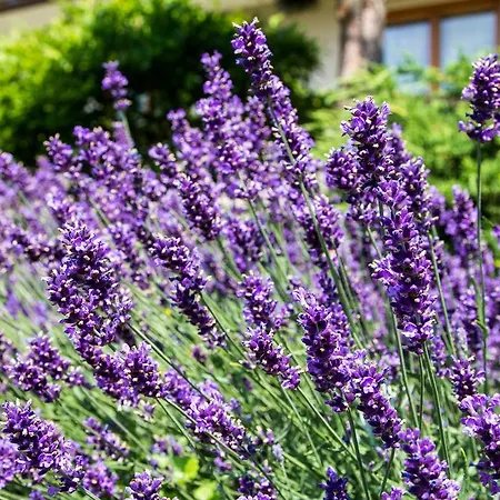 Gaestehaus Gallob * Velden am Wörthersee