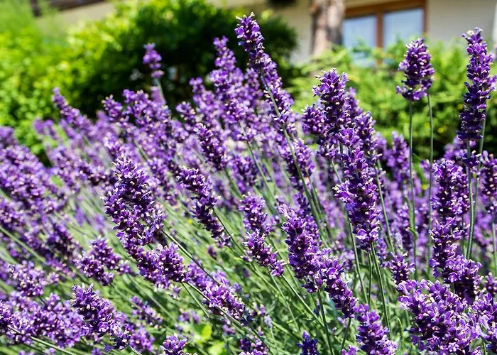 Gaestehaus Gallob * Velden am Wörthersee